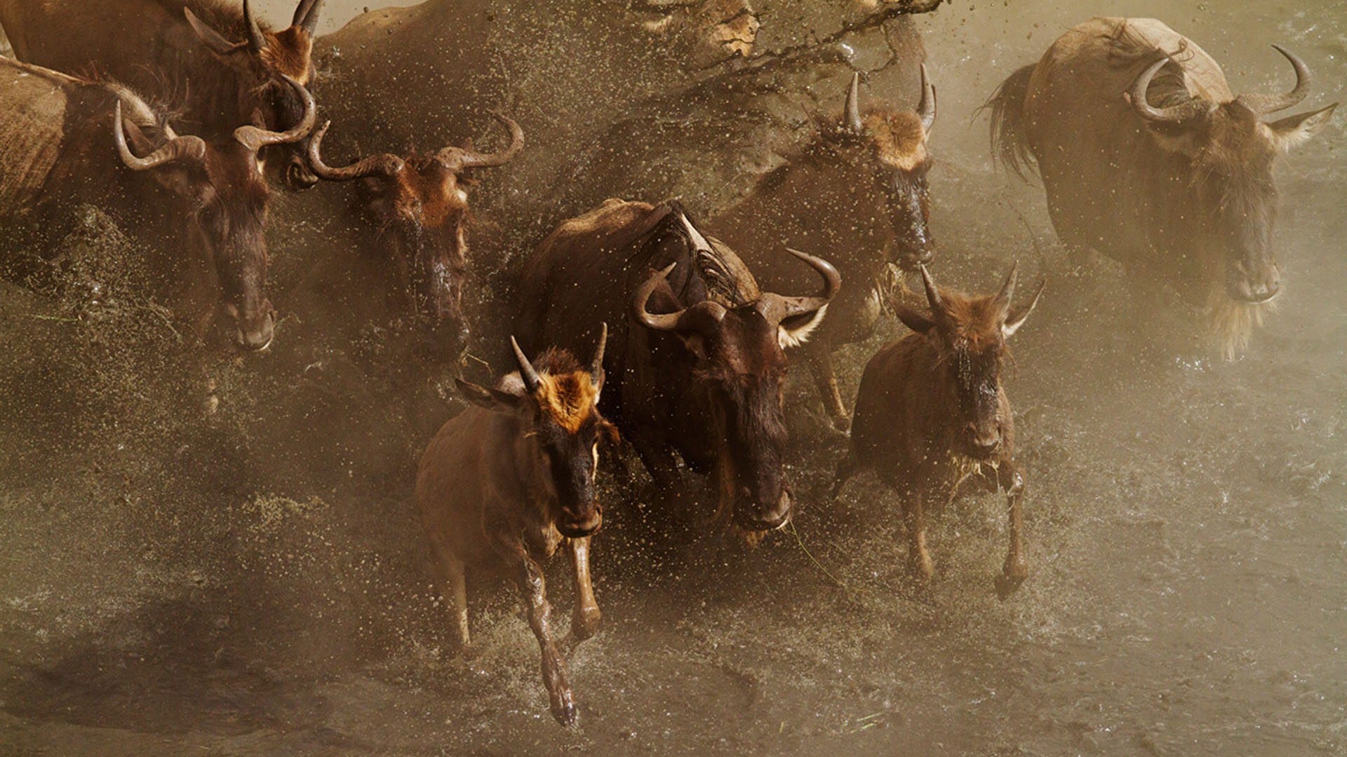 Maasai Mara Kenya Safari