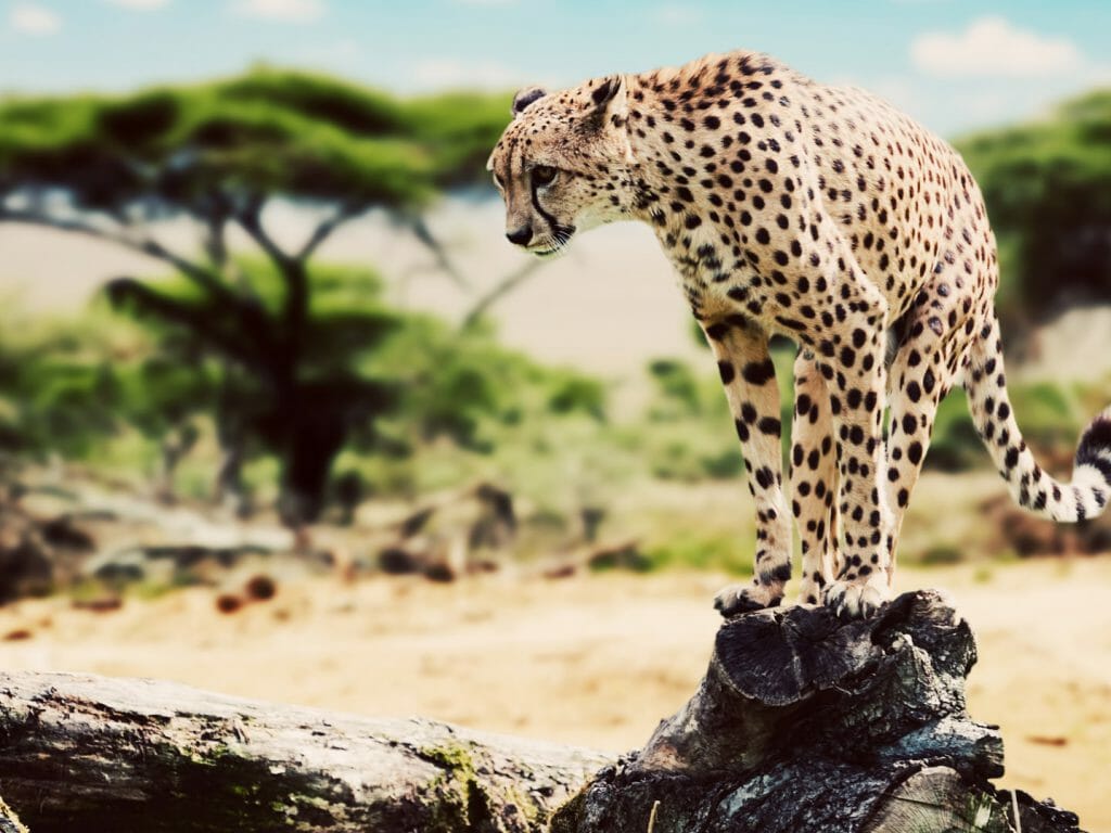 cheetah-serengeti-tanzania-1024x768