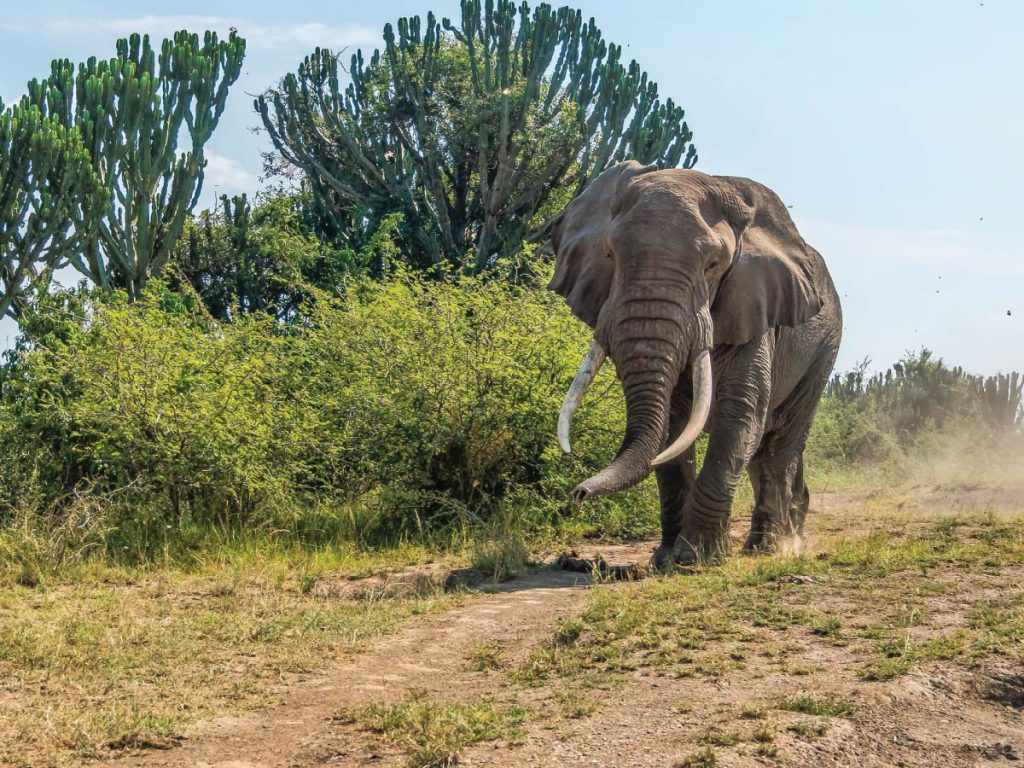 12-Days-Best-of-Kenya-Tanzania-Wildlife-Safari-Encounter-1024x768