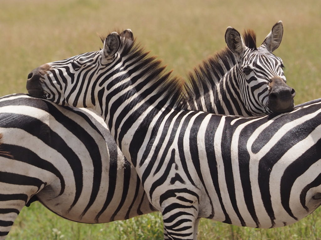 Tanzania-Safaris2-1024x768