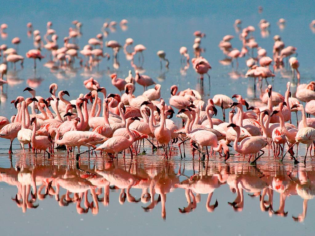 flamingo-at-lake-manyara-1024x768