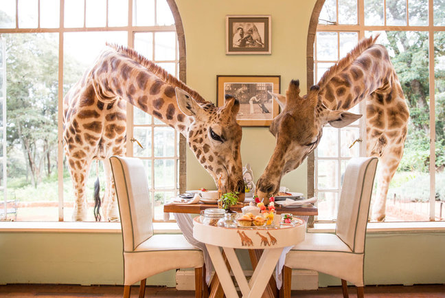 Kenya Luxury Safari