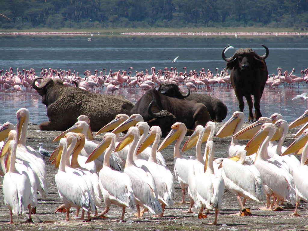 kenya-tanzania-safari-package