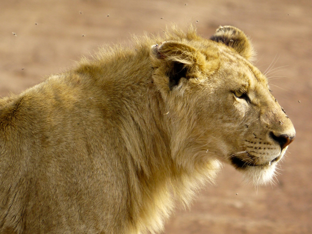 ngorongoro_lioness