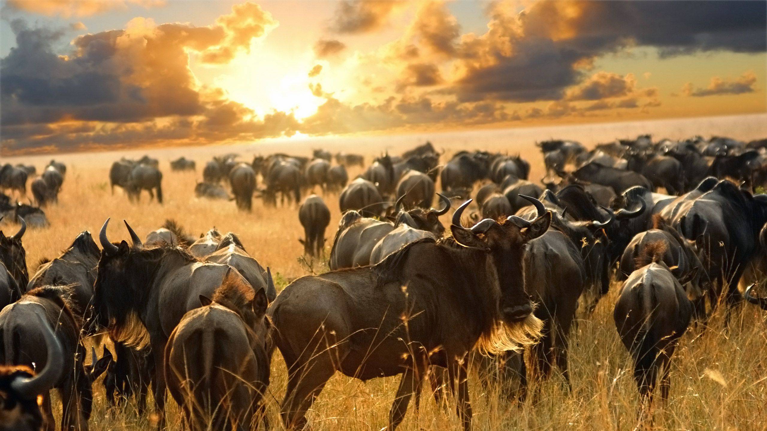 Great Migration In Masai Mara