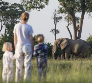 Wildlife Safari
