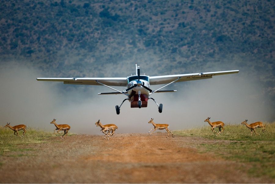Luxury Fly in Safari
